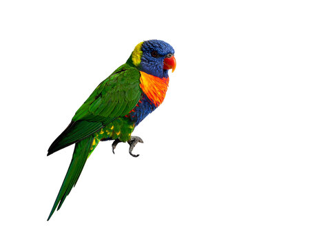 Colorful Rainbow Lorikeet Perched on a Branch Against White Background.