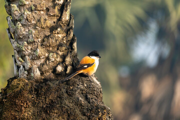 Fototapeta premium Long-tailed Shrike( Lanius Schach)
