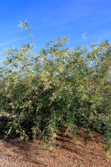Blooming with bright cream-colored puff-ball flowers canopy of Willow Acacia (Acacia salicina) or Water Wattle (Acacia retinodes) against blue sky, Phoenix, Arizona warm winter sunny day