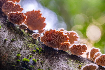 A Splitgill mushroom fungus on a mossy tree. A selective focus shot of mushrooms and fungi on the trunk of a tree. White fungus that grows on old, dead wood