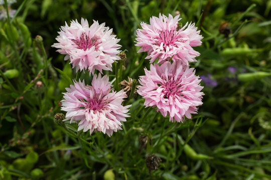 Rosa Kornblumen (Centaurea cyanus) begegnet auf der Schw&auml;bischen Alb