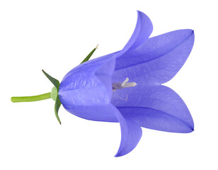Close-up of a vibrant blue bellflower isolated on a white background.