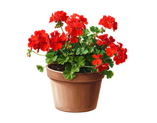 Geranium Plant in a Brown Pot with Vibrant Red Flowers.
