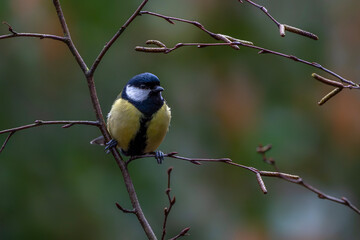 Obraz premium Great Tit (Parus major) Perched on Bare Branch with Soft Natural Background. Noord Brabant in the Netherlands.