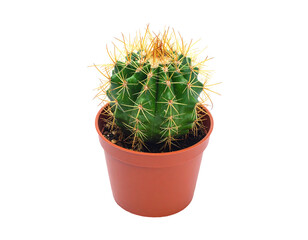 Small cactus plant in a brown pot isolated on white background.