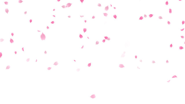 Spring Sakura Cherry Petals top fall Floral on transparent background,png nature blossom and buds season and spring sale isolated design element