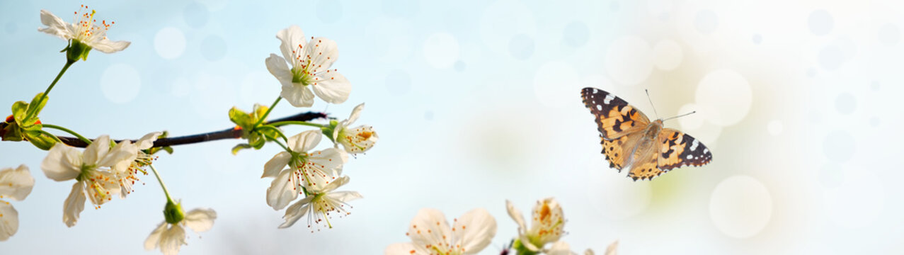 Banner of a Butterfly flying near delicate white spring blossoms on a branch against a soft blue bokeh background. Fresh, airy scene with gentle light and seasonal charm