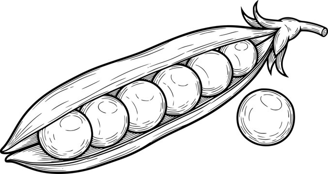 Hand Drawn Pea Pod with Peas and Single Pea Isolated White Background vegetable food