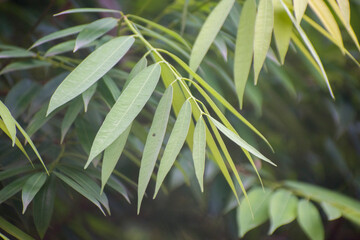 Fototapeta premium Green Leaf Cluster On Branch In Soft Natural Light.