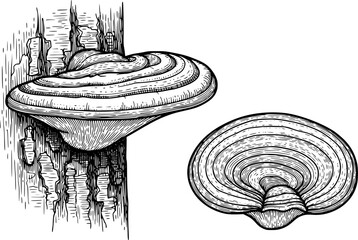 Vintage Woodcut Style of Shelf Fungi Growing Tree Bark and Isolated fungus mushroom © HasnaHena55