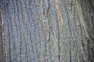 Tree Bark Texture With Rough Ridges And Subtle Moss.