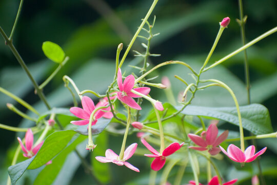 Combretum indicum Rangoon Creeper Flower With Pink Climbing Blooms.