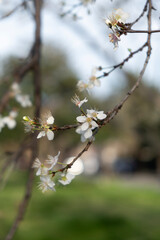 Obraz premium Close-up of white spring blossom on branch with soft bokeh background