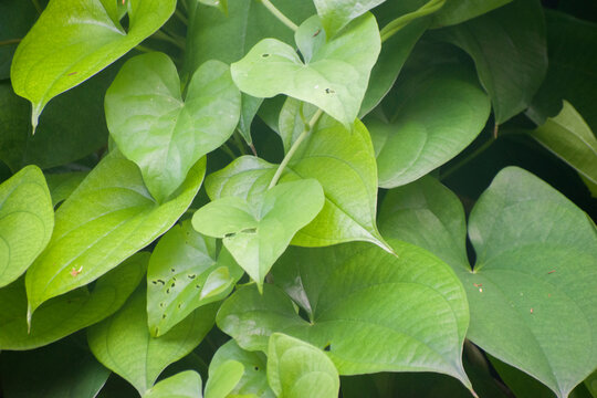 Dioscorea bulbifera Air Potato Plant With Dense Heart Shaped Leaves.