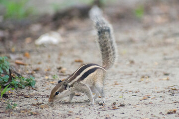 Fototapeta premium Funambulus palmarum Indian Palm Squirrel In Natural Habitat.
