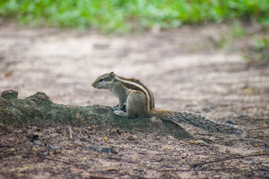 Funambulus palmarum Indian Palm Squirrel Resting On Forest Log.