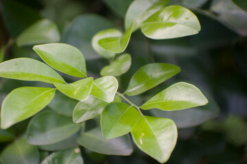 Jasminum Jasmine Leaves With Fresh Green Foliage In Garden.