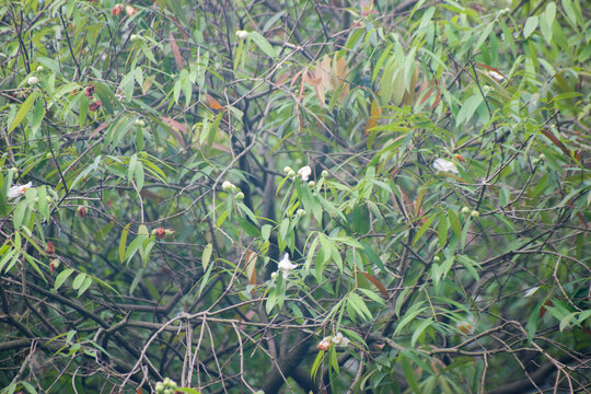 Mesua ferrea Ceylon Ironwood With White Flowers In Garden.