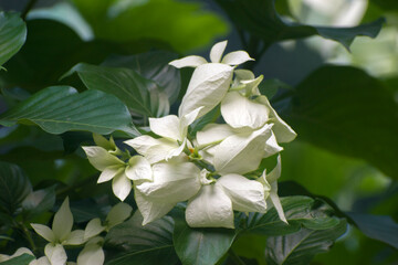 Obraz premium Mussaenda pubescens Nusa Indah Flower In Garden Setting.