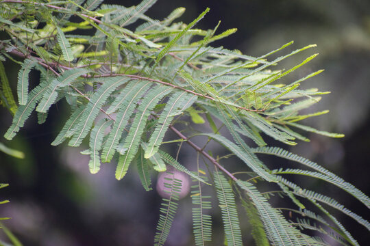 Prosopis chilensis Chilean Mesquite Tree In Natural Setting.