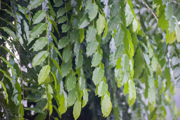 Fototapeta premium Putranjiva roxburghii Childlife Tree Leaves Close Up In Garden.