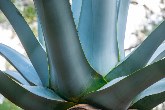 Texture, form and Pattern of Cactus. Dragon tree's leaves with purple tune Agave attenuata. Aloe Vera plant fresh green leaves. Agave is a genus of monocots native to the arid regions of the Americas.