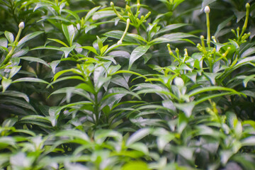 Obraz premium Tabernaemontana divaricata Crape Jasmine Leaves In Garden.