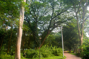 Tranquil Park Path Surrounded By Tall Trees And Greenery.