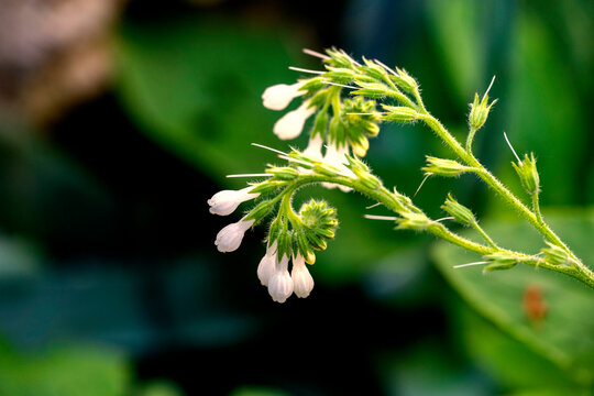 Symphytum Officinale flowering herb, white common comfrey. Symphytum officinale is a perennial flowering plant in the family Boraginaceae. Along with thirty four other species of Symphytum, it is know