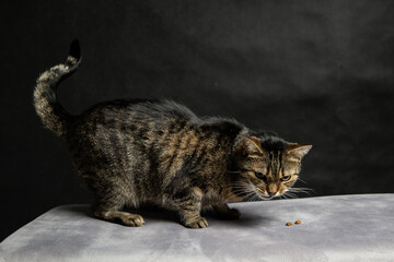 A photoshoot of a domestic cat against a black background © workszop
