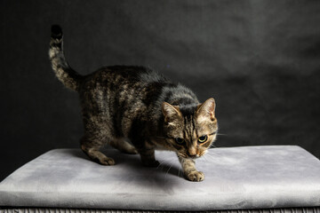 A photoshoot of a domestic cat against a black background © workszop