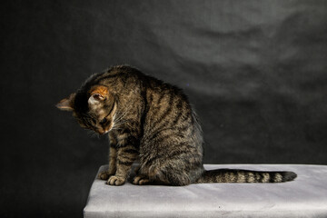 A photoshoot of a domestic cat against a black background © workszop