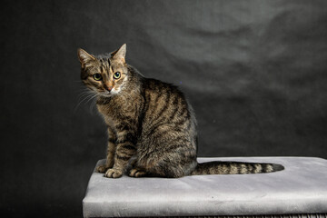 A photoshoot of a domestic cat against a black background © workszop