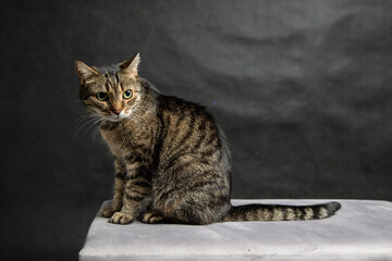 A photoshoot of a domestic cat against a black background © workszop