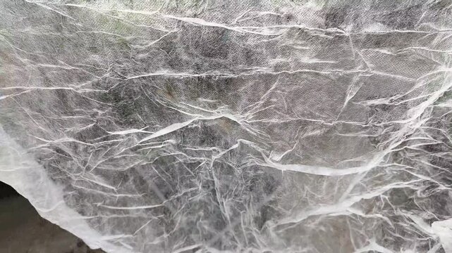Covering young celeriac seedlings with white non-woven garden fabric for frost protection in a greenhouse.