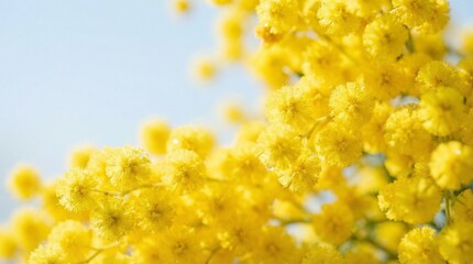 Close-up of yellow mimosa flowers blooming in spring for Women&rsquo;s Day  