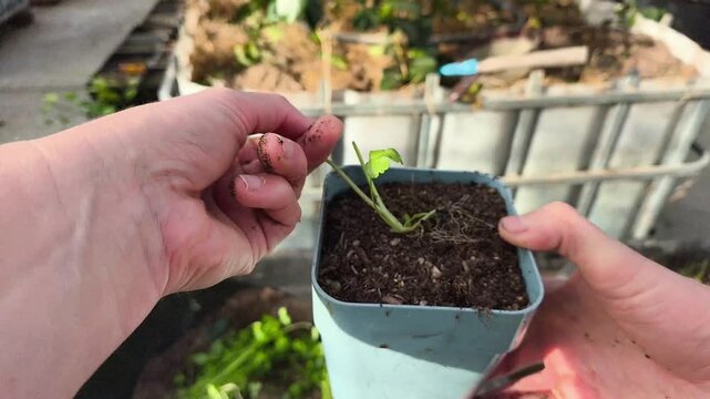 Pricking out celeriac seedlings in a greenhouse, transplanting celery root sprouts into individual pots for growth.