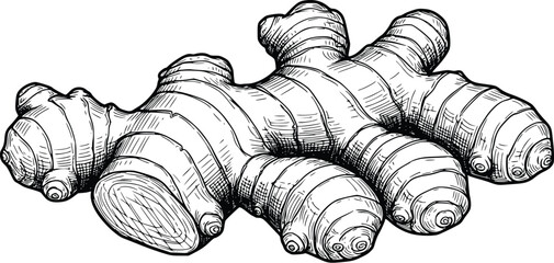Ginger Root Hand Drawn Vintage Vector Illustration
