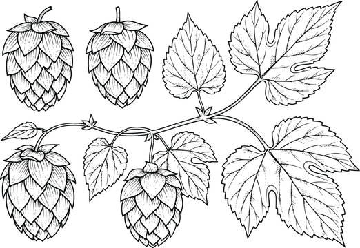Hand Drawn Hop Cones Vector Illustration
