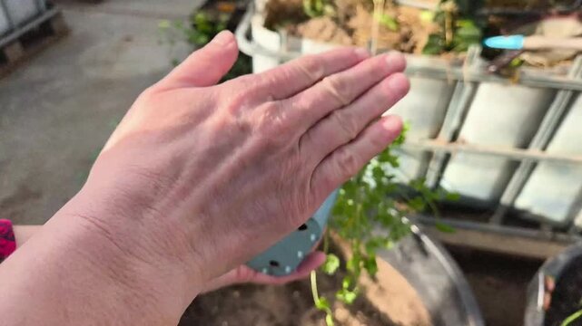Pricking out celeriac seedlings in a greenhouse, transplanting celery root sprouts into individual pots for growth.