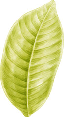 Obraz premium Watercolor leaf