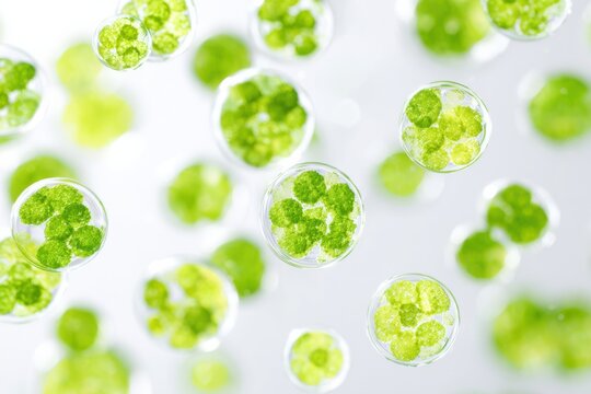 Microphotography of green plant cells in circular structures, showcasing vibrant chloroplasts against a light background, emphasizing cellular details and organic forms