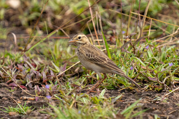 African Pipit (Anthus cinnamomeus) standing alert on open ground in the savanna.