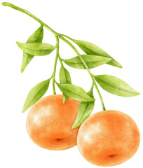 Orange branch with fruits watercolor illustration