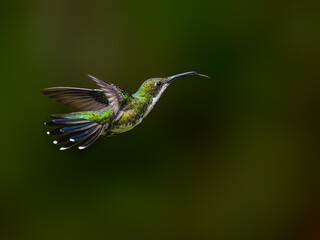 Fototapeta premium Female Black-throated Mango Hummingbird Hovering with Tongue Extended