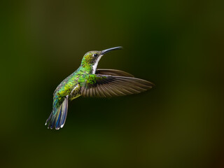 Fototapeta premium Female Black-throated Mango Hummingbird Hovering with Tongue Extended