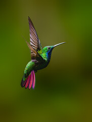 Fototapeta premium Black-throated Mango Hummingbird Hovering In Tropical Forest on Green Background
