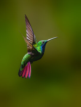 Black-throated Mango Hummingbird Hovering In Tropical Forest on Green Background