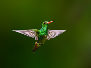 Fototapeta premium Rufous-tailed Hummingbird Hovering in Flight With Wings Spread