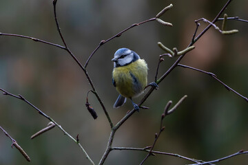 Obraz premium Eurasian Blue Tit (Cyanistes caeruleus) Perched on Bare Branch with Soft Natural Background. Noord Brabant in the Netherlands.